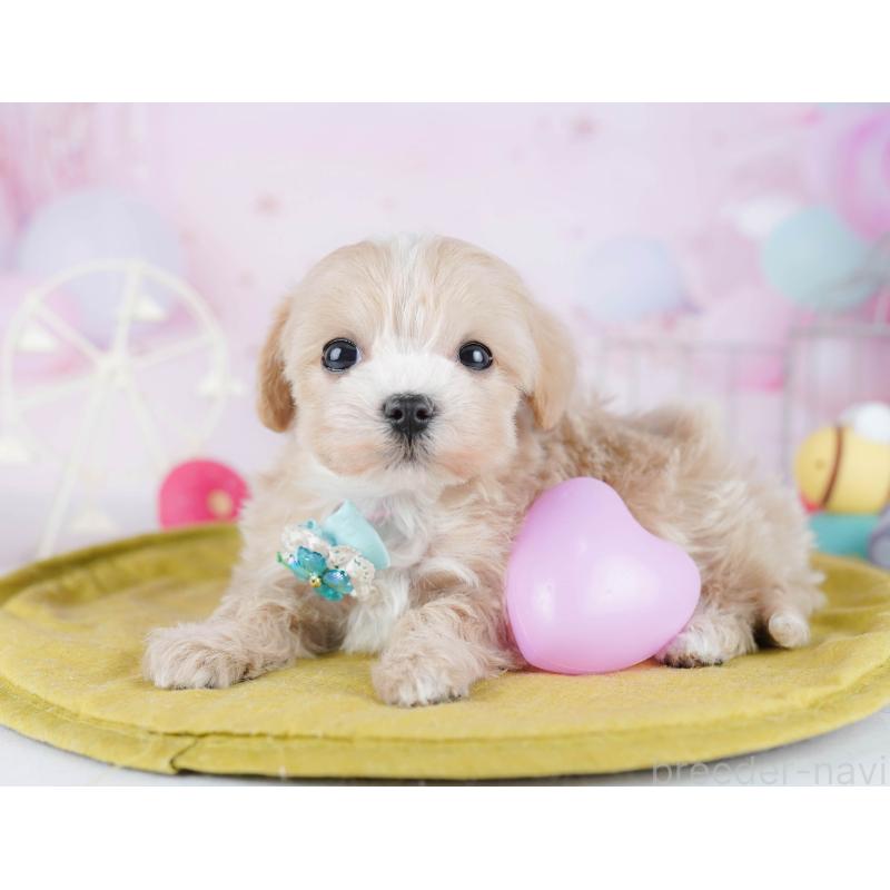 販売中の東京都のマルプー:マルチーズ×トイプードル-442240の5枚目