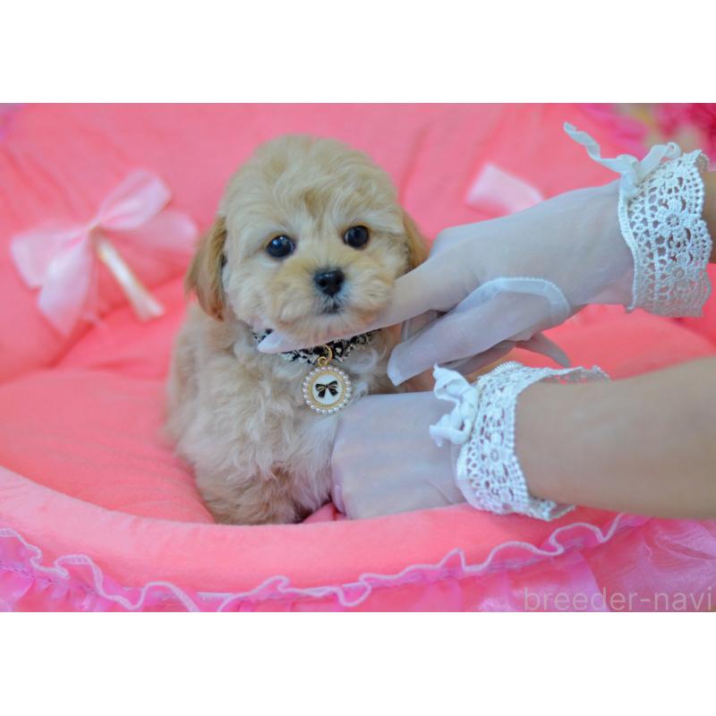 販売中の埼玉県のミックス犬-433481の6枚目