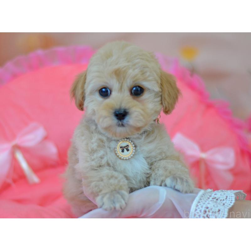 販売中の埼玉県のミックス犬-433481の5枚目