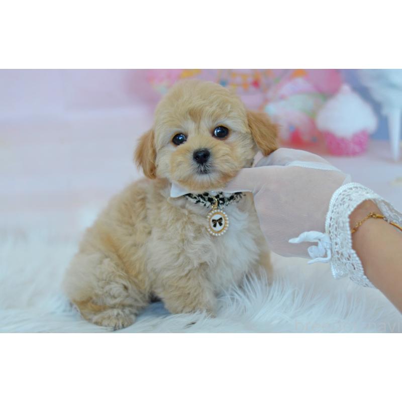 販売中の埼玉県のミックス犬-433481の4枚目