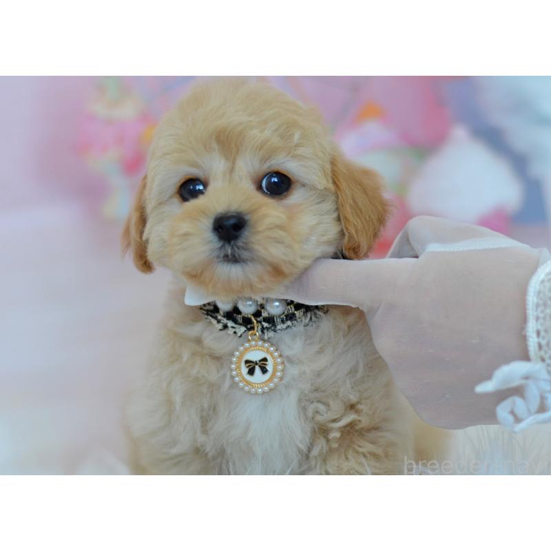 販売中の埼玉県のミックス犬-433481の3枚目