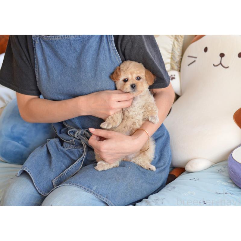 販売中の埼玉県のミックス犬-433481の2枚目