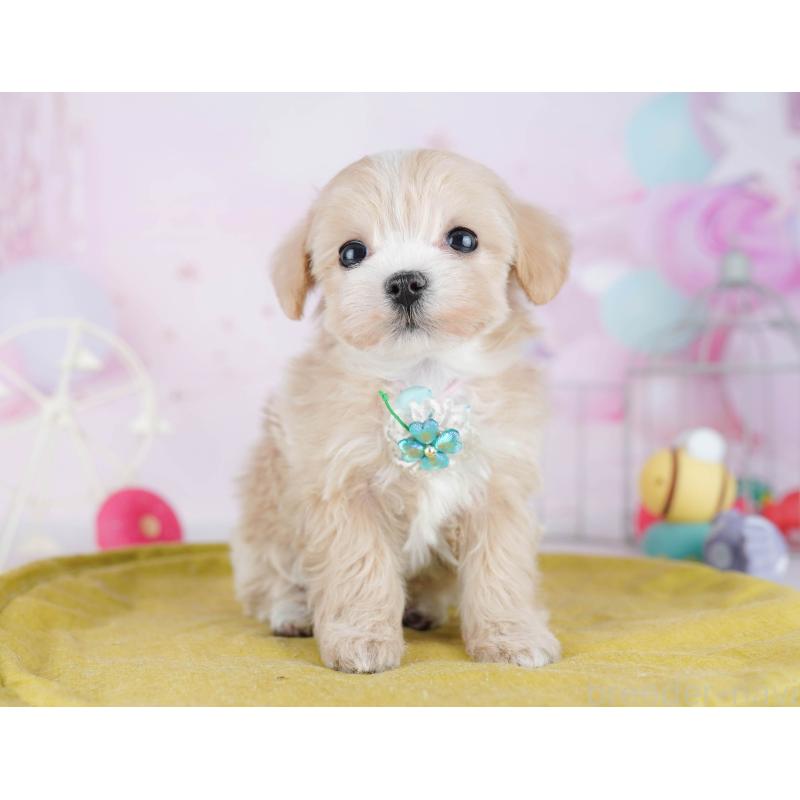 販売中の東京都のマルプー:マルチーズ×トイプードル-442240の4枚目