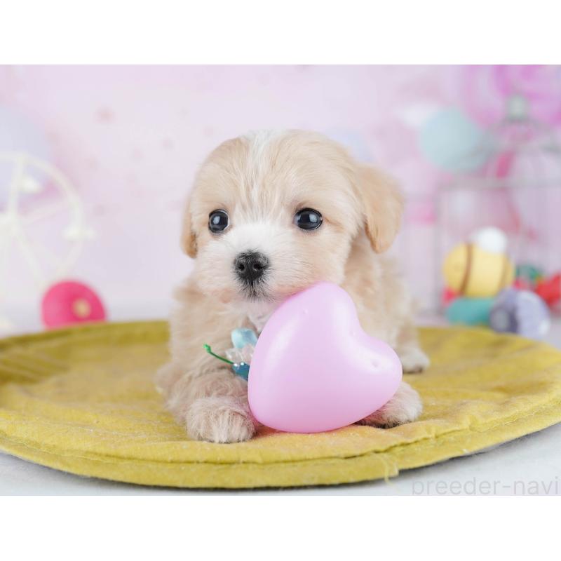 販売中の東京都のマルプー:マルチーズ×トイプードル-442240の3枚目