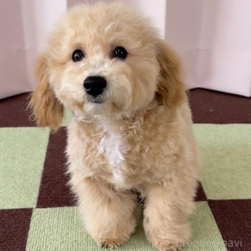 販売中の栃木県のビションプー:ビションフリーゼ×トイプードル-411573の5枚目