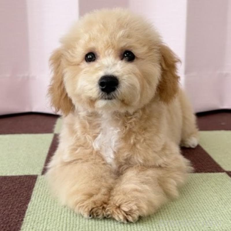 販売中の栃木県のビションプー:ビションフリーゼ×トイプードル-411573の4枚目