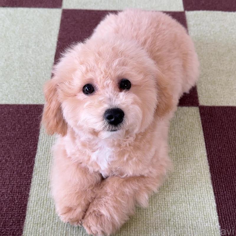 販売中の栃木県のビションプー:ビションフリーゼ×トイプードル-411573の3枚目