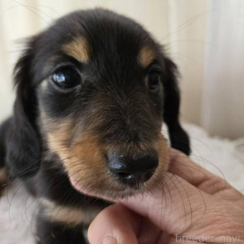 販売中の茨城県のミニチュアダックスフンド(ロングヘアード)-442242の4枚目