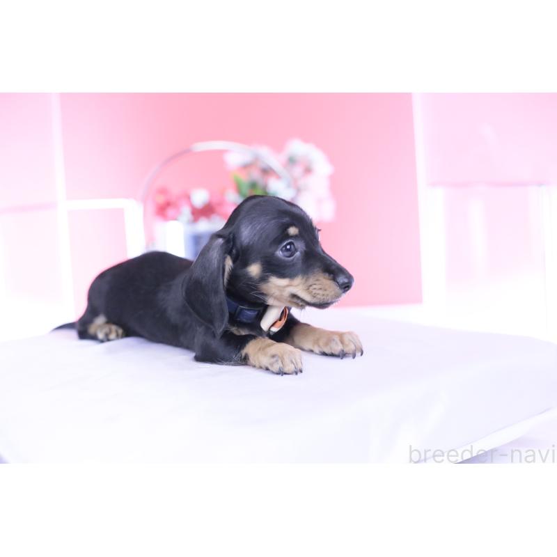 販売中の愛知県のカニンヘンダックスフンド(スムースヘアード)-437318の12枚目