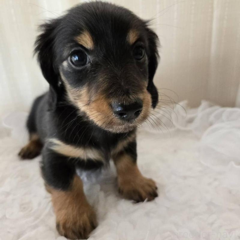 販売中の茨城県のミニチュアダックスフンド(ロングヘアード)-442242の3枚目