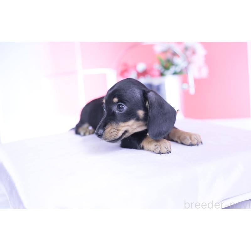 販売中の愛知県のカニンヘンダックスフンド(スムースヘアード)-437318の10枚目