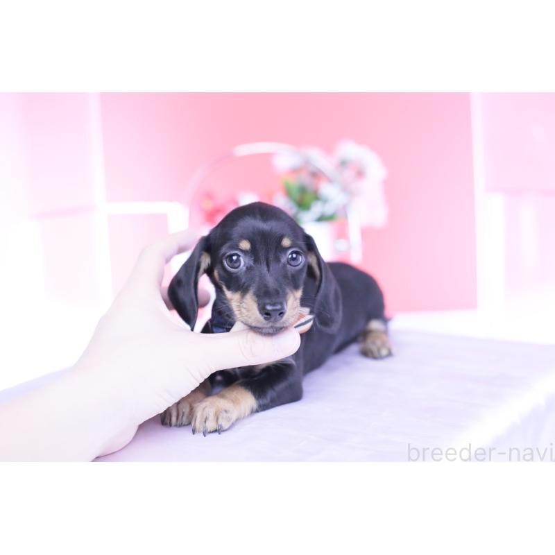 販売中の愛知県のカニンヘンダックスフンド(スムースヘアード)-437318の7枚目