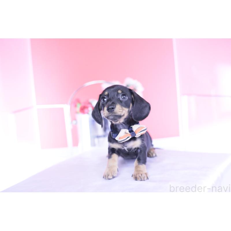 販売中の愛知県のカニンヘンダックスフンド(スムースヘアード)-437318の4枚目