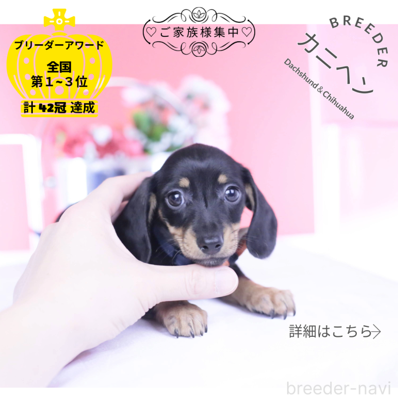 販売中の愛知県のカニンヘンダックスフンド(スムースヘアード)-437318の1枚目