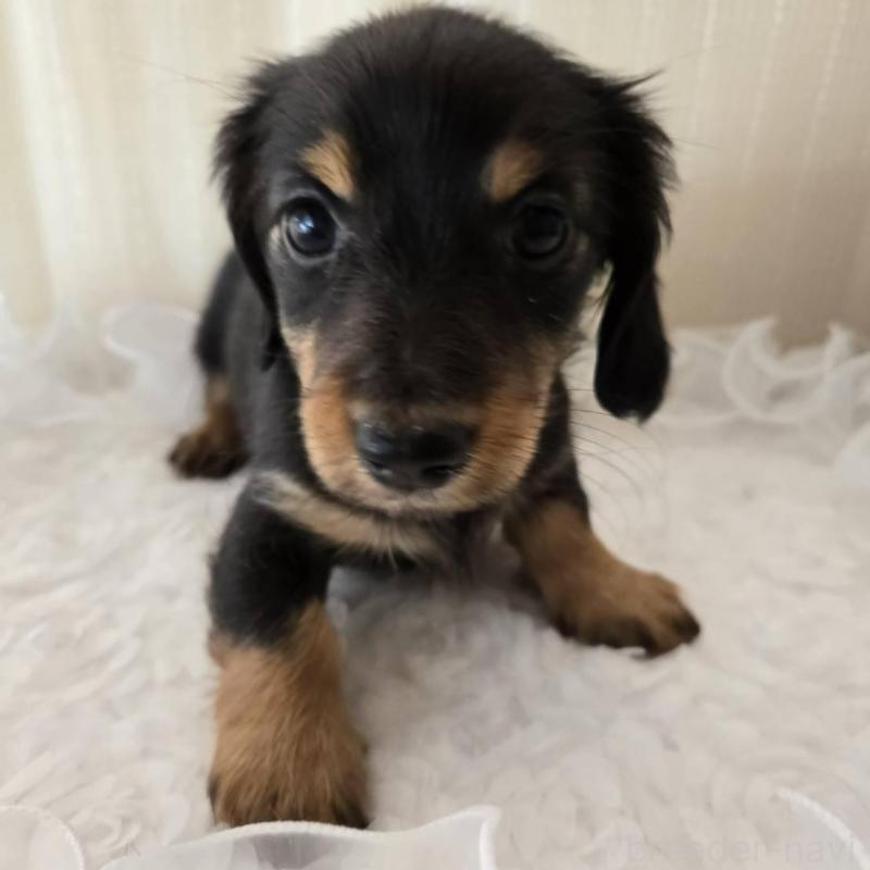 販売中の茨城県のミニチュアダックスフンド(ロングヘアード)-442242