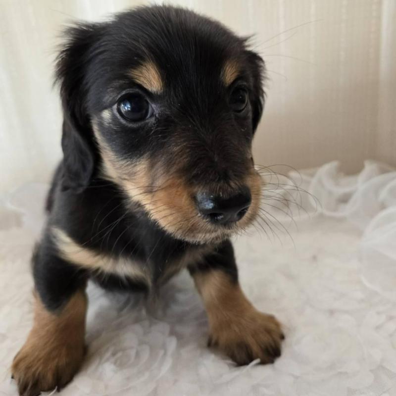 販売中の茨城県のミニチュアダックスフンド(ロングヘアード)-442242の2枚目