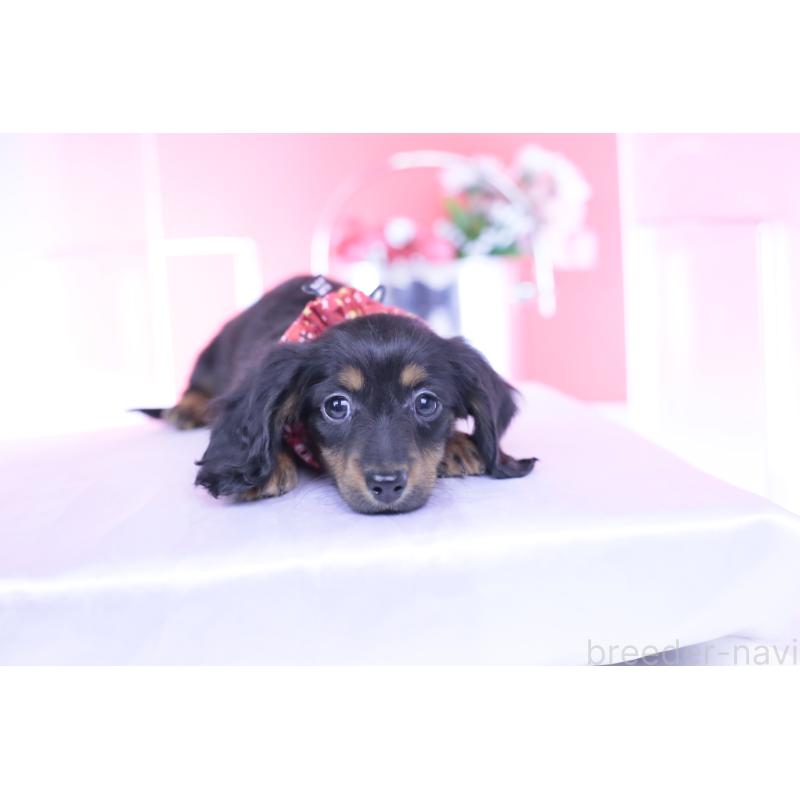 販売中の愛知県のカニンヘンダックスフンド(ロングヘアード)-435702の9枚目