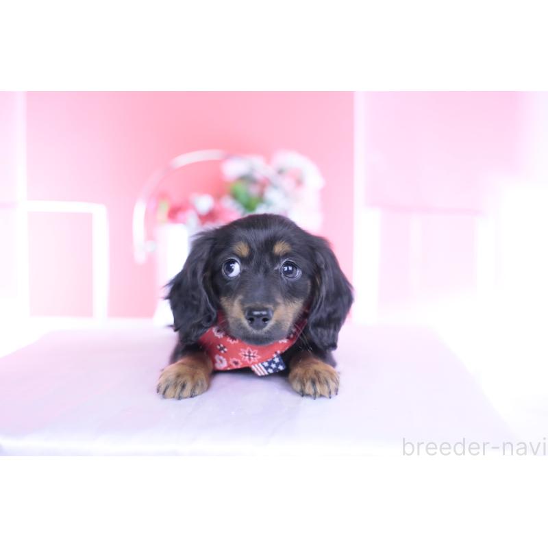 販売中の愛知県のカニンヘンダックスフンド(ロングヘアード)-435702の8枚目