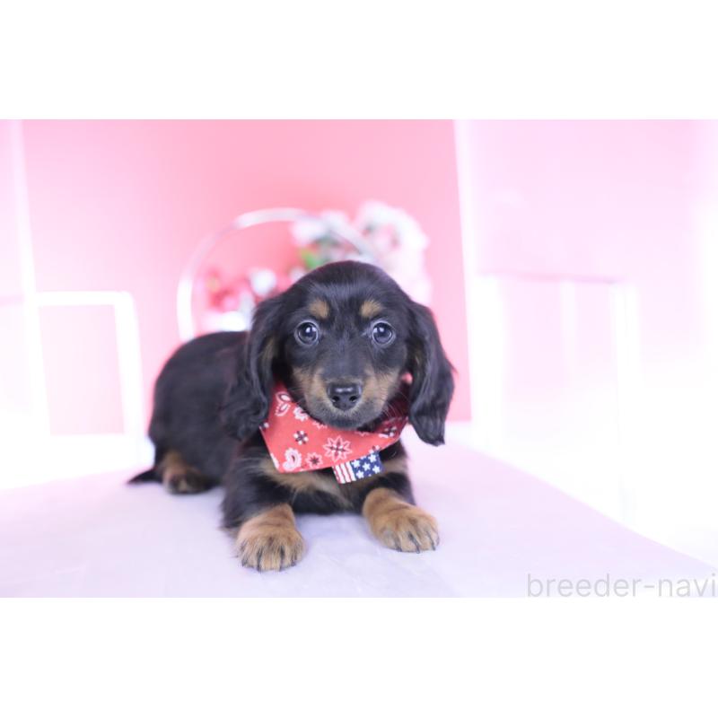 販売中の愛知県のカニンヘンダックスフンド(ロングヘアード)-435702の5枚目