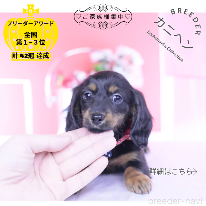 販売中の愛知県のカニンヘンダックスフンド(ロングヘアード)-435702の1枚目