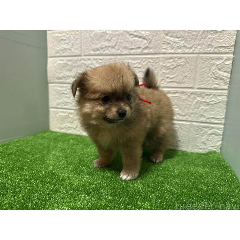 販売中の愛媛県のポメチワ:ポメラニアン×チワワ-442244の5枚目