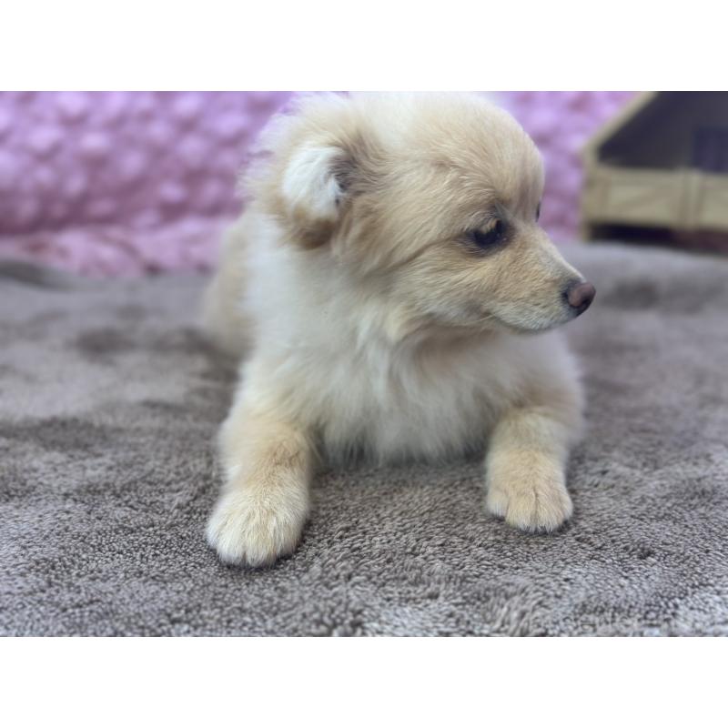 販売中の茨城県のポメラニアン-442243の10枚目