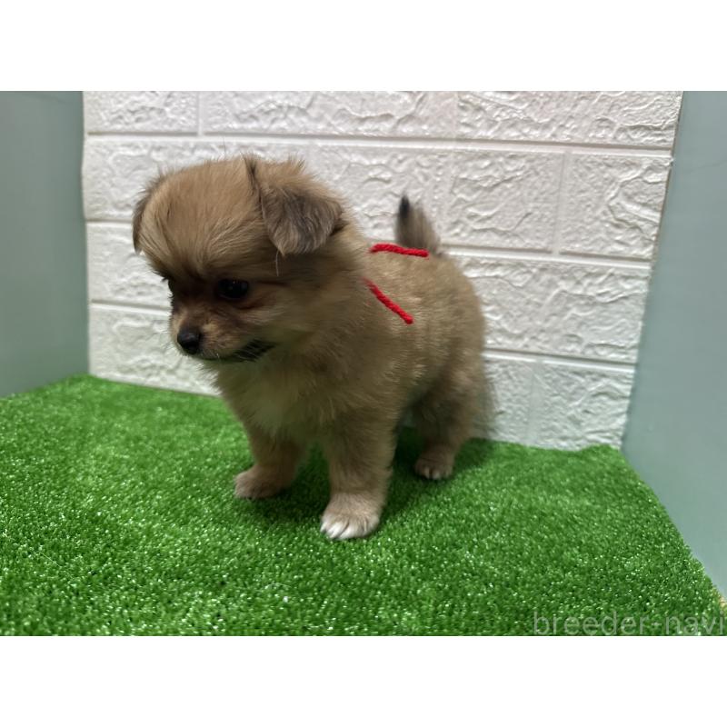 販売中の愛媛県のポメチワ:ポメラニアン×チワワ-442244の4枚目