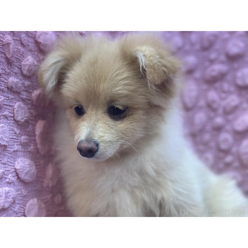 販売中の茨城県のポメラニアン-442243の9枚目