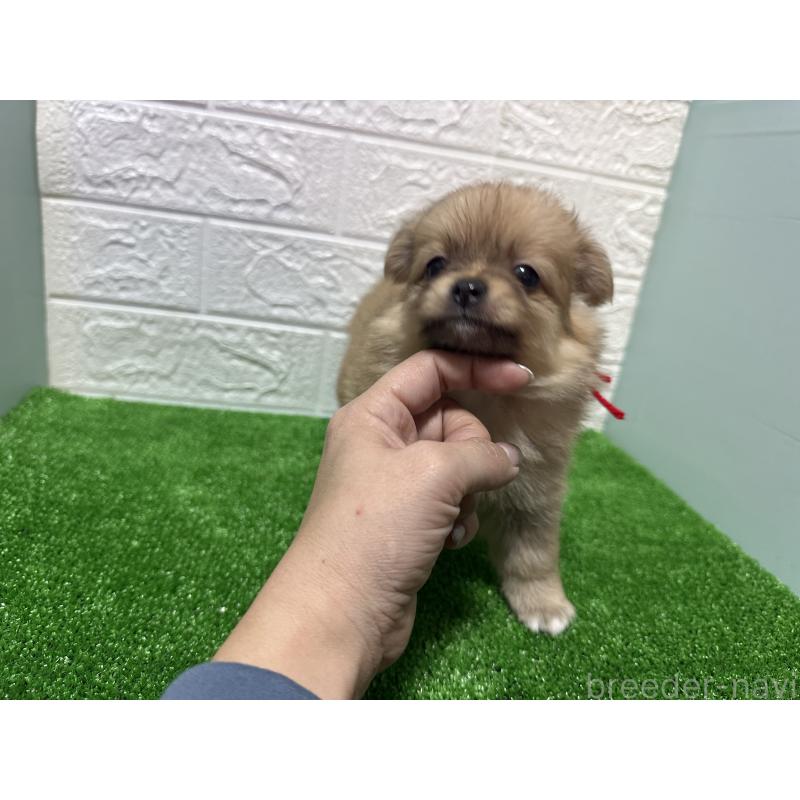 販売中の愛媛県のポメチワ:ポメラニアン×チワワ-442244の3枚目