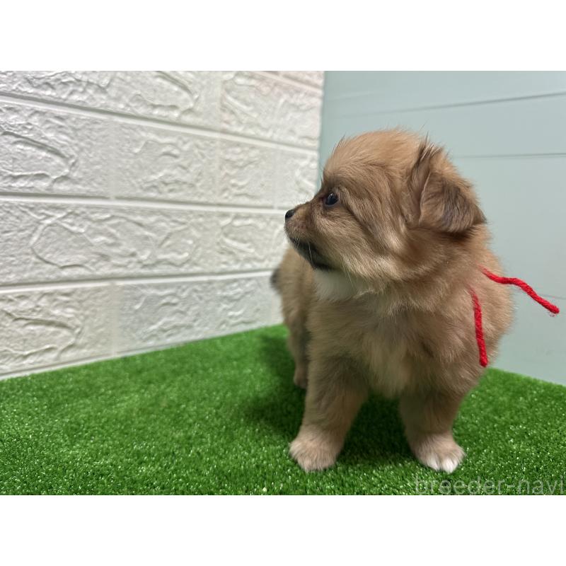 販売中の愛媛県のポメチワ:ポメラニアン×チワワ-442244の2枚目