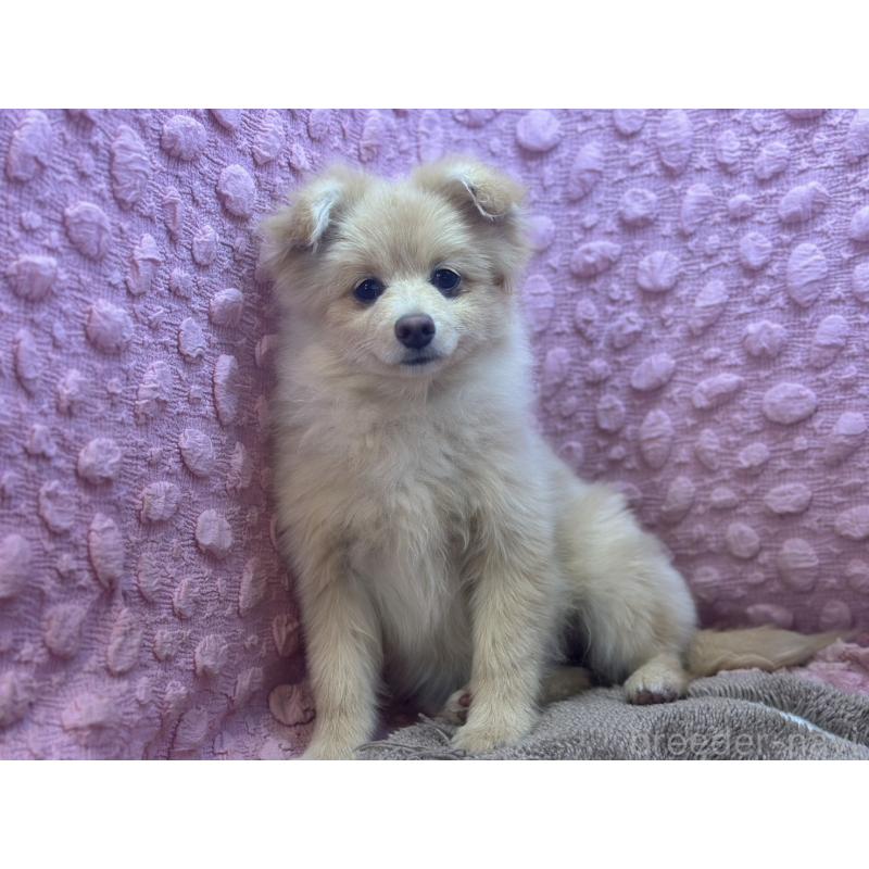 販売中の茨城県のポメラニアン-442243の8枚目