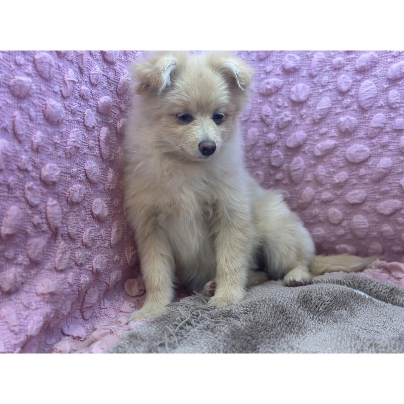 販売中の茨城県のポメラニアン-442243の7枚目