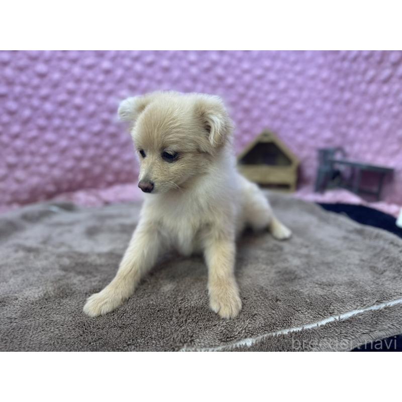 販売中の茨城県のポメラニアン-442243の6枚目