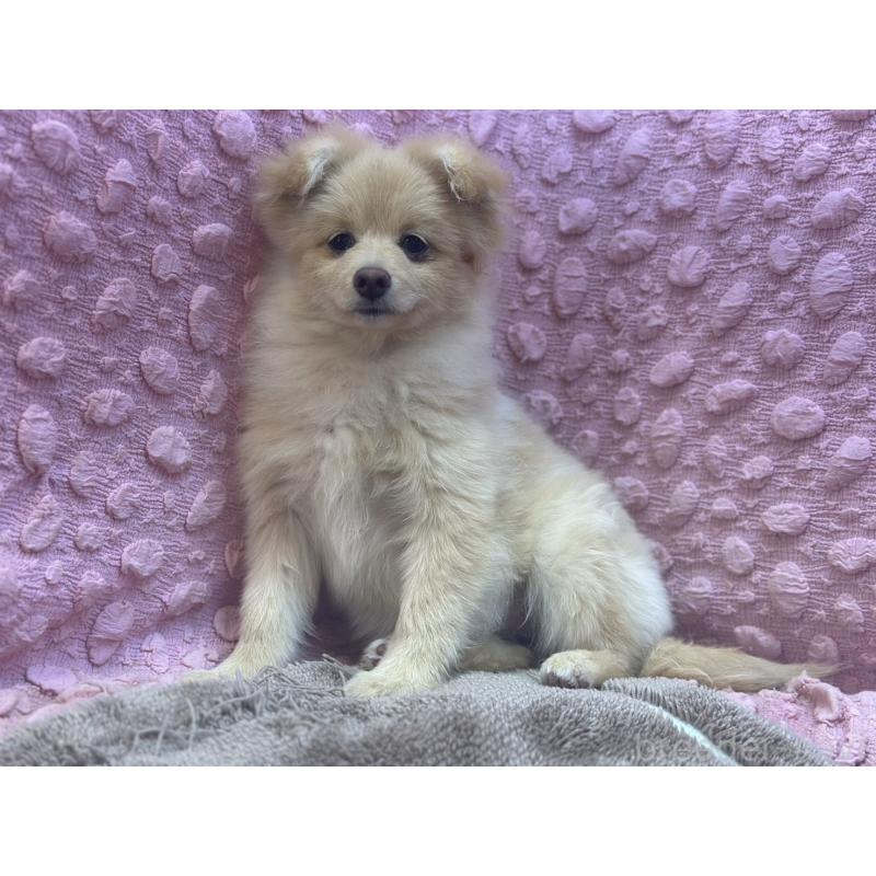 販売中の茨城県のポメラニアン-442243の5枚目