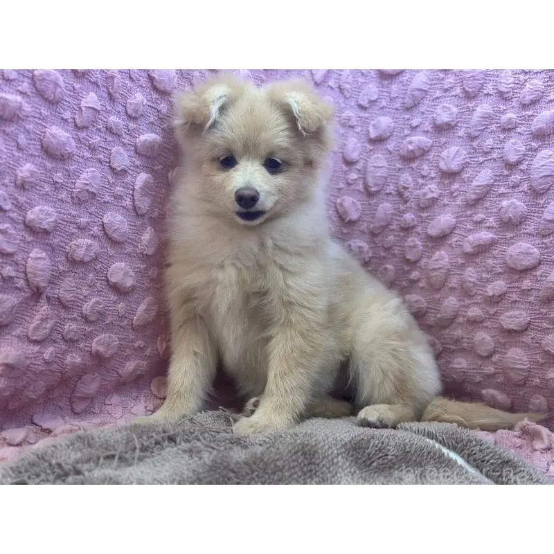 販売中の茨城県のポメラニアン-442243の1枚目