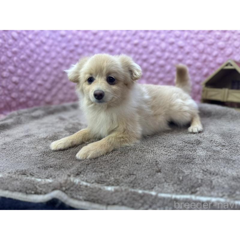 販売中の茨城県のポメラニアン-442243の4枚目