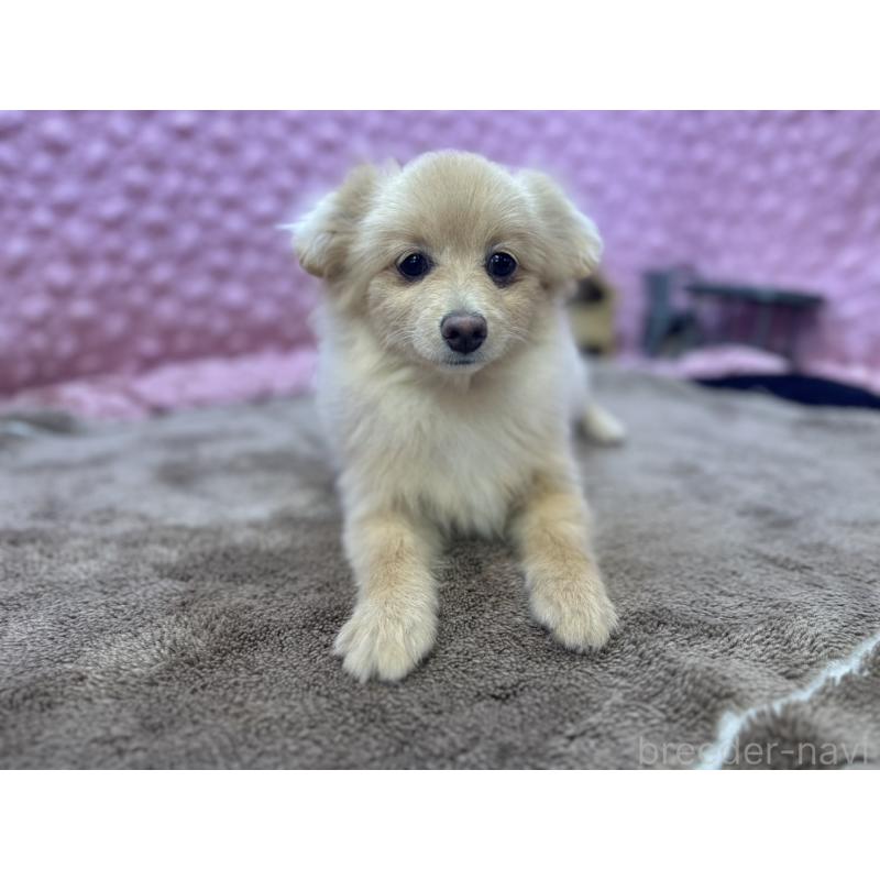 販売中の茨城県のポメラニアン-442243の3枚目