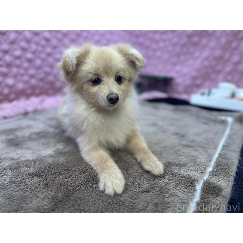 販売中の茨城県のポメラニアン-442243の2枚目