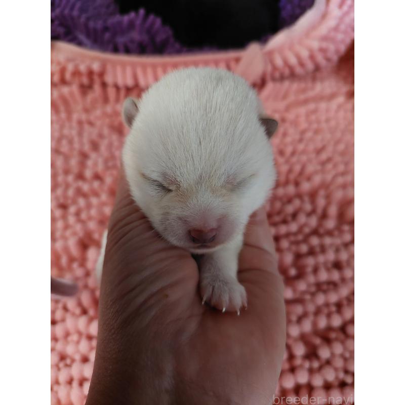 販売中の高知県の豆柴-440635の8枚目