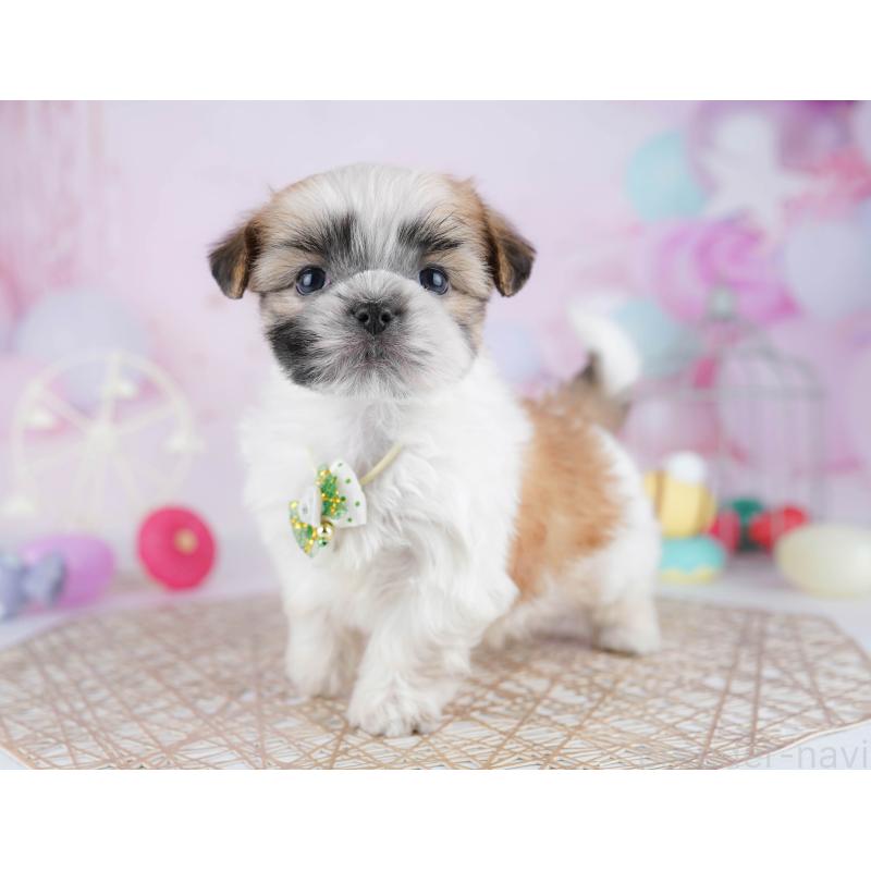 販売中の東京都のマルシーズー:マルチーズ×シーズー-442245