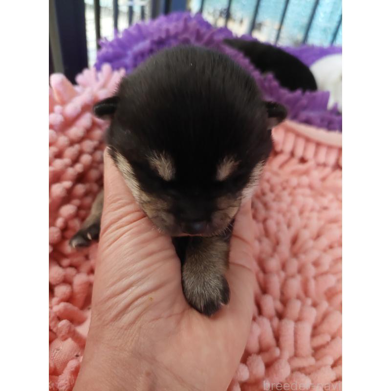 販売中の高知県の豆柴-440649の5枚目