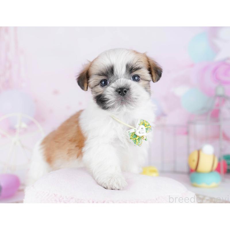 販売中の東京都のマルシーズー:マルチーズ×シーズー-442245の6枚目