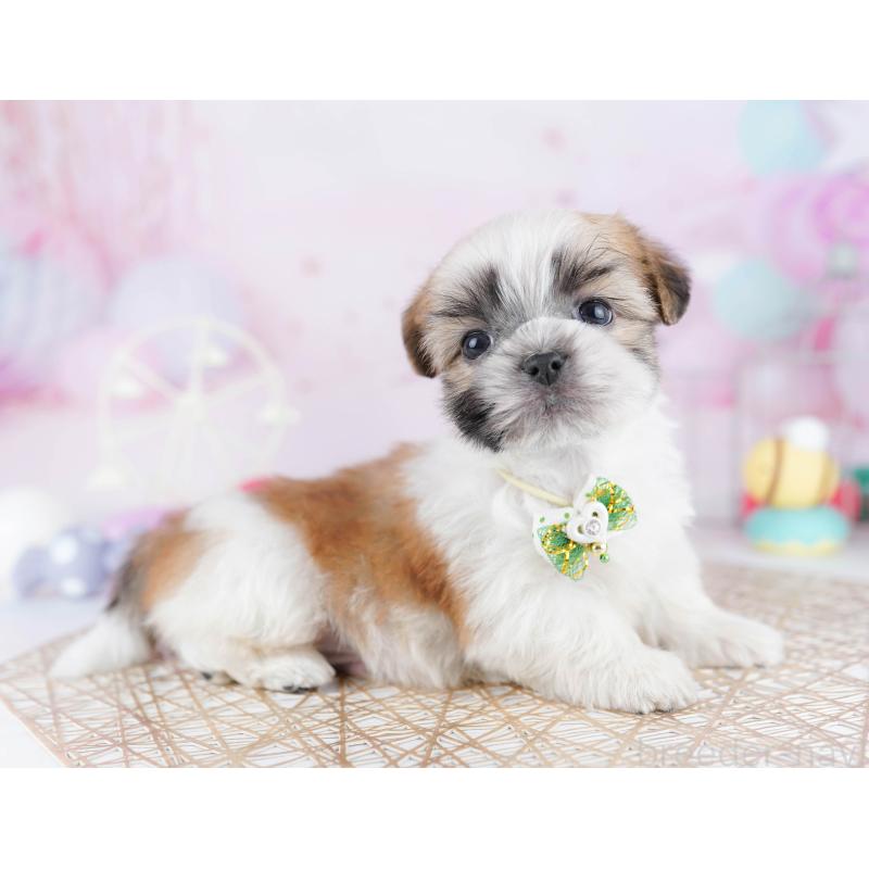 販売中の東京都のマルシーズー:マルチーズ×シーズー-442245の5枚目