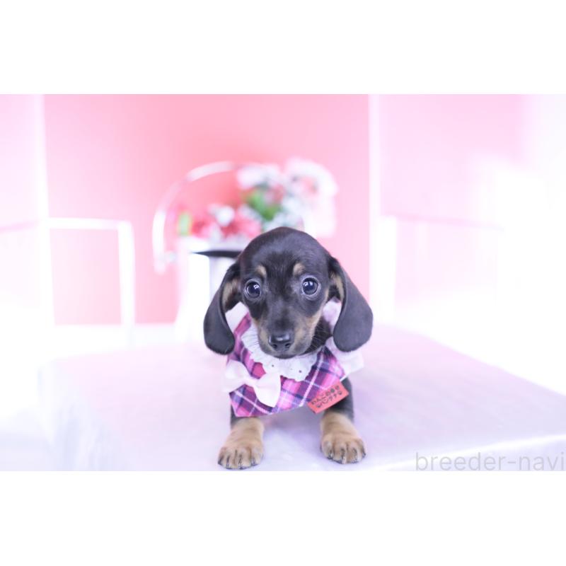 販売中の愛知県のカニンヘンダックスフンド(スムースヘアード)-435689の8枚目