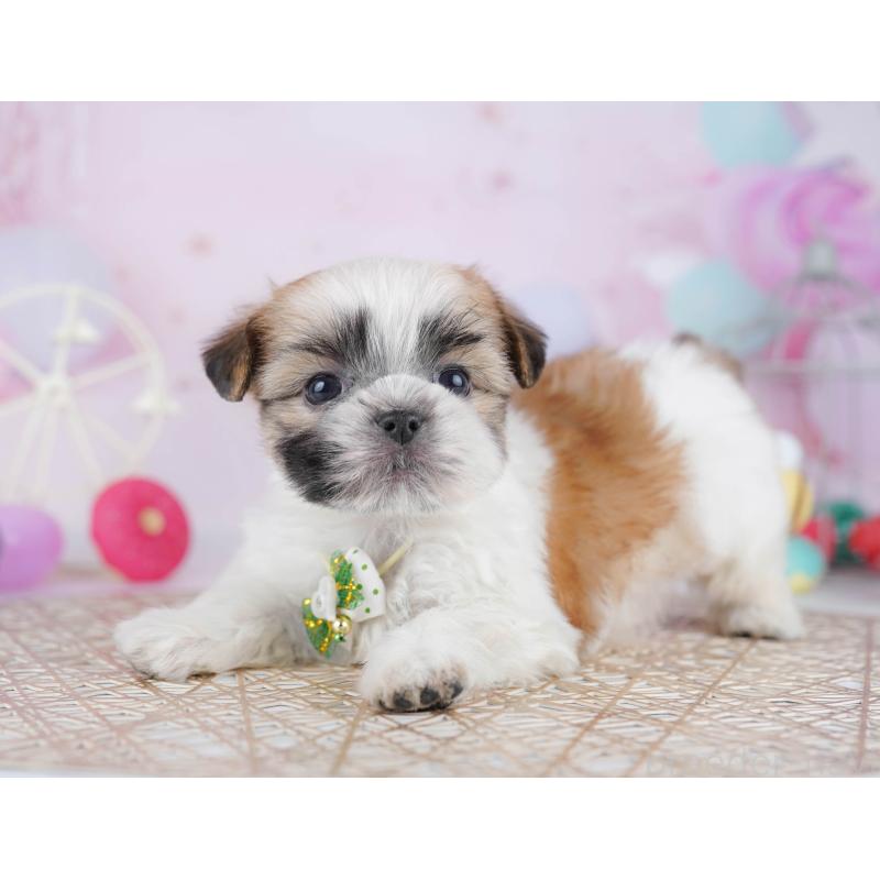 販売中の東京都のマルシーズー:マルチーズ×シーズー-442245の3枚目