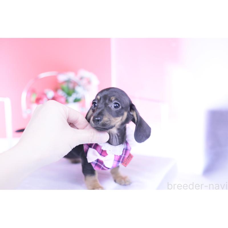 販売中の愛知県のカニンヘンダックスフンド(スムースヘアード)-435689の6枚目