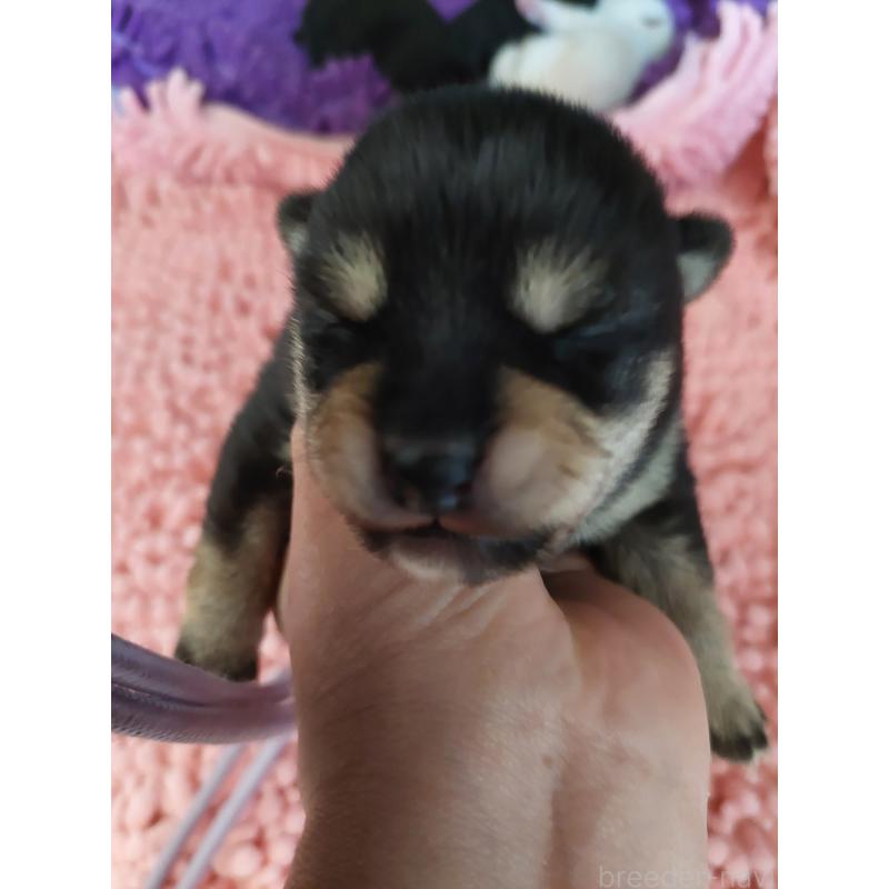 販売中の高知県の豆柴-440636の5枚目