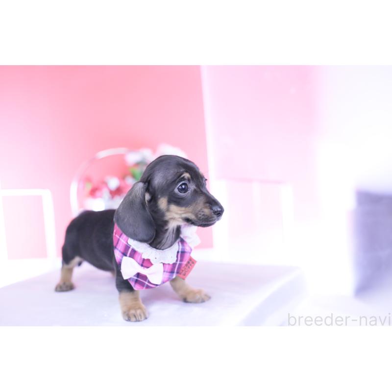 販売中の愛知県のカニンヘンダックスフンド(スムースヘアード)-435689の4枚目