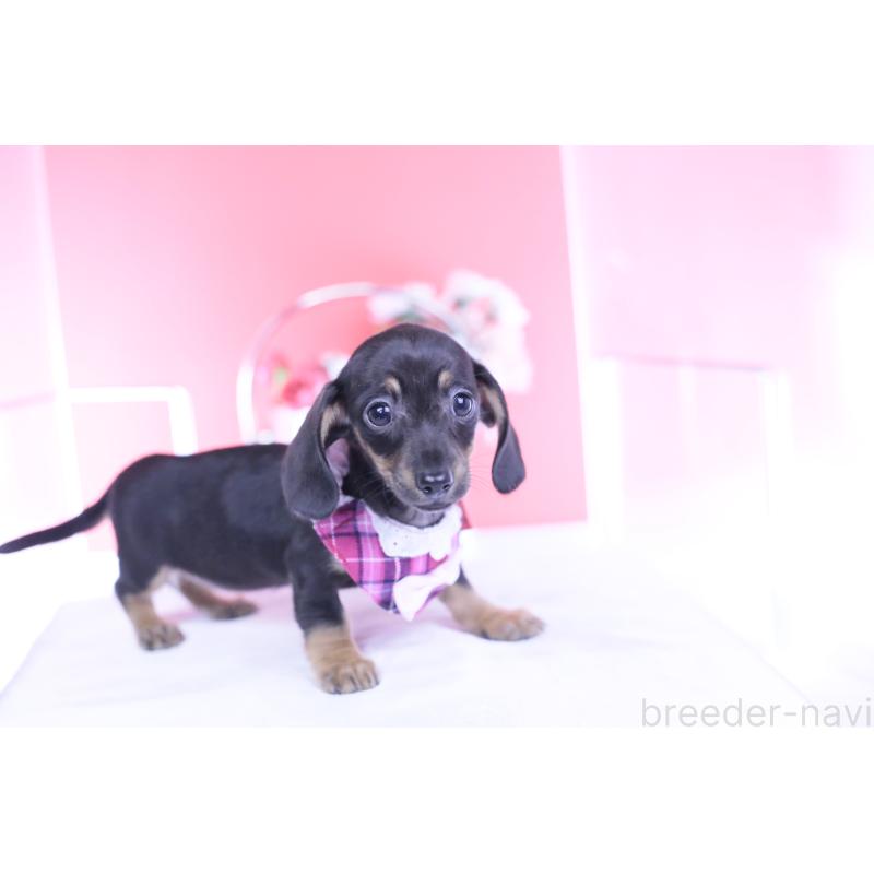 販売中の愛知県のカニンヘンダックスフンド(スムースヘアード)-435689の3枚目