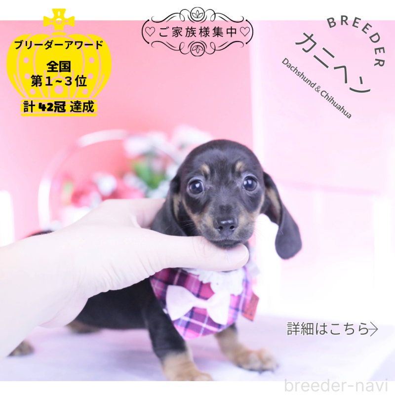 販売中の愛知県のカニンヘンダックスフンド(スムースヘアード)-435689の1枚目